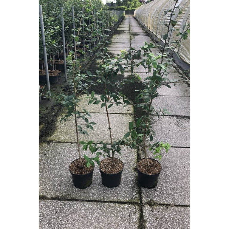 Oxbär – Mespilus germanica - C5 125-150 CM